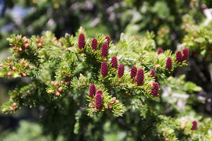 Fir (Cork Bark)