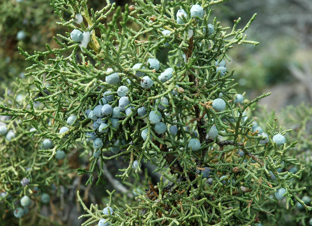 Juniper Berry (Utah)