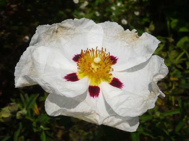 Cistus (Rock Rose)