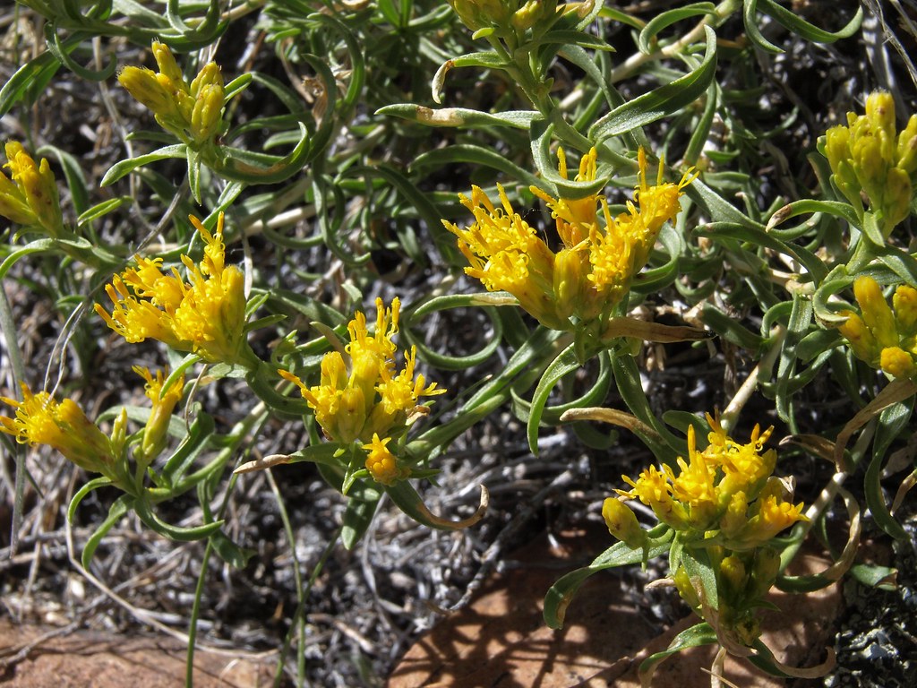 Rabbit Brush