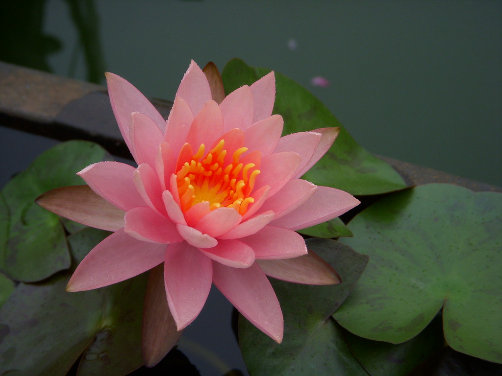 Lotus (Pink)