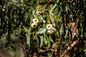 Eucalyptus (Blue Gum)