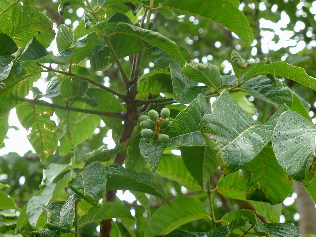 Elemi