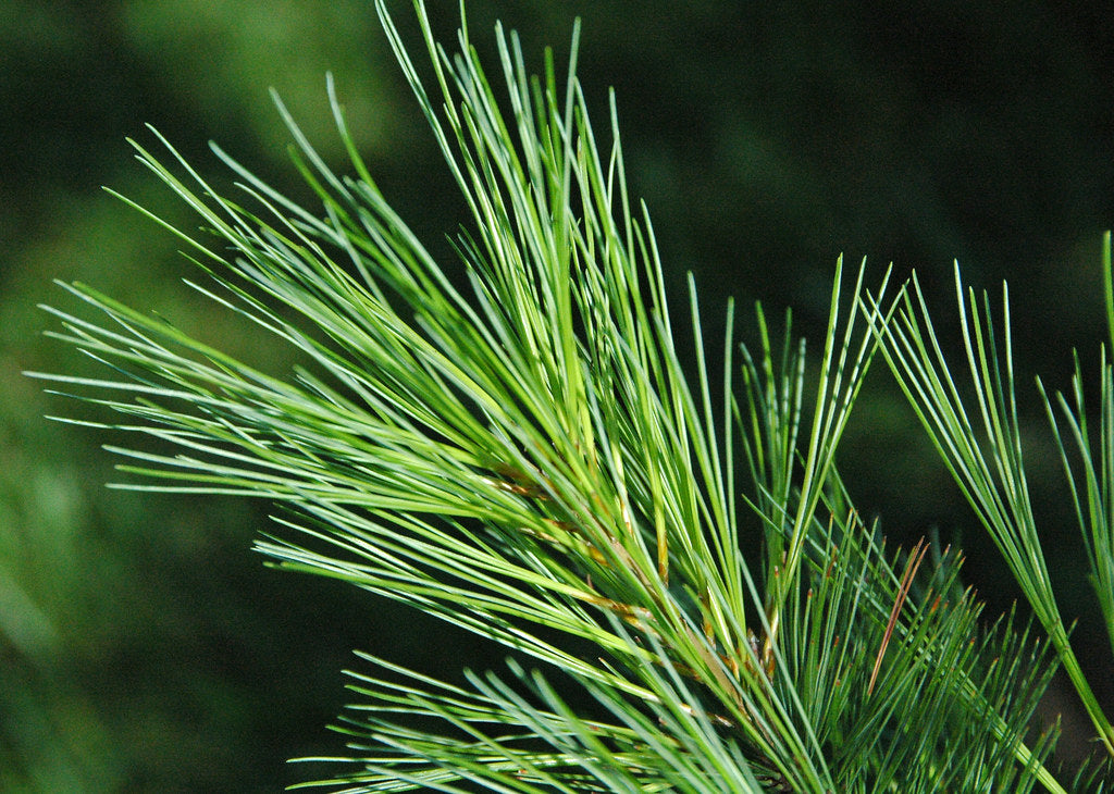 Pine (White)