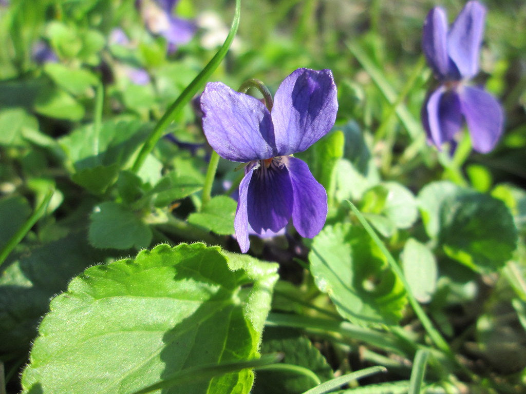 Violet Leaf