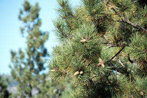 Pine (Ponderosa)