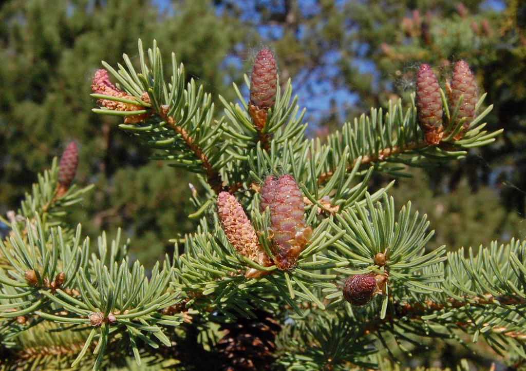 Spruce (White)