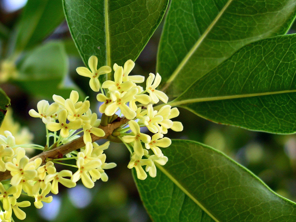 Osmanthus (France)