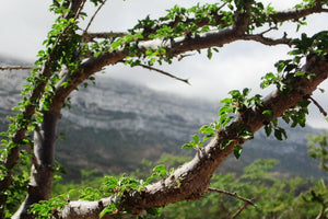 Frankincense
