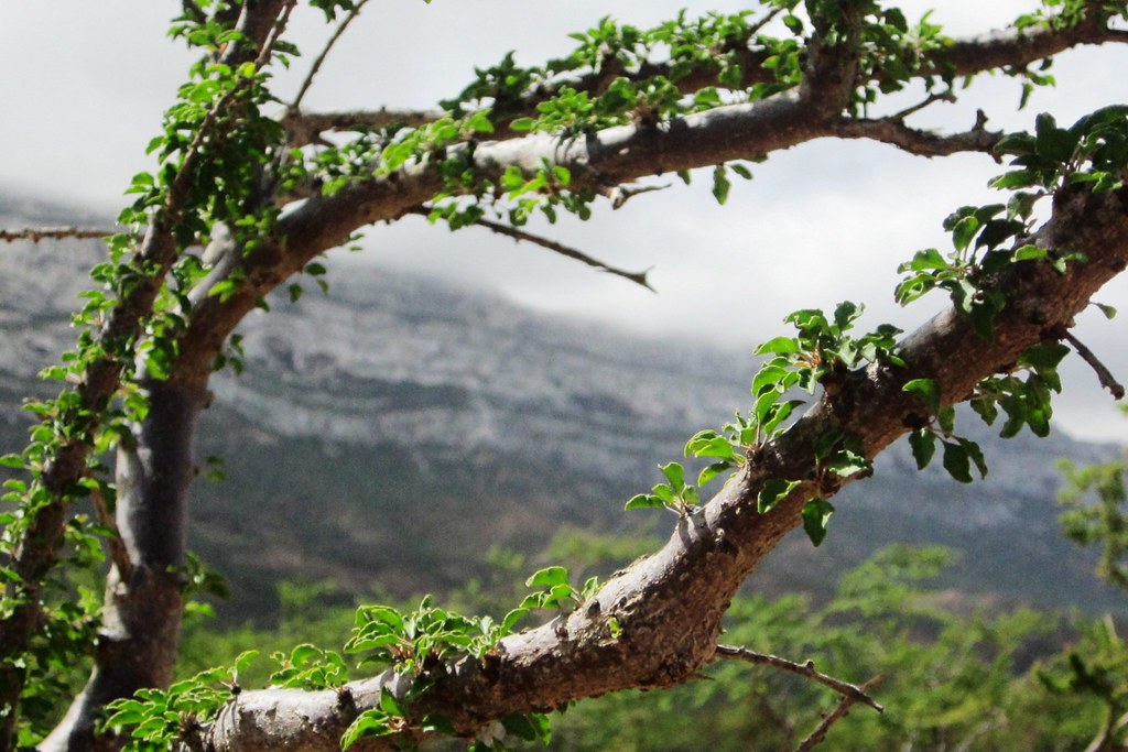 Frankincense