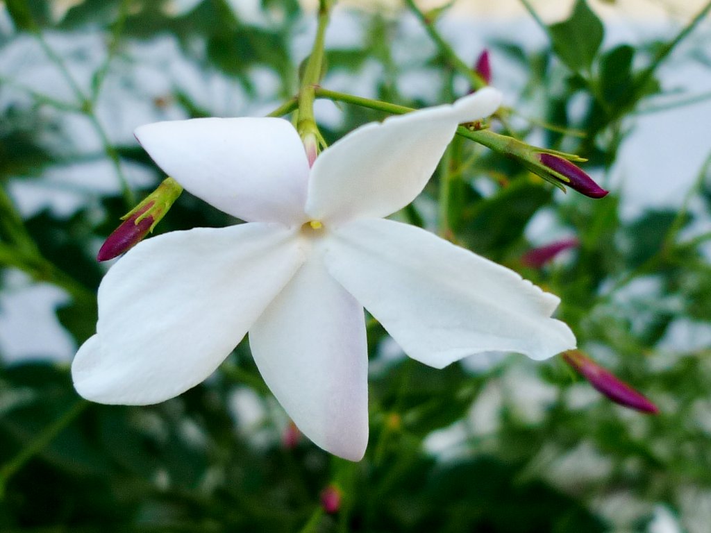 Jasmine (Grandiflorum)