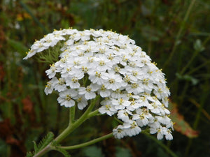 Yarrow (Blue)