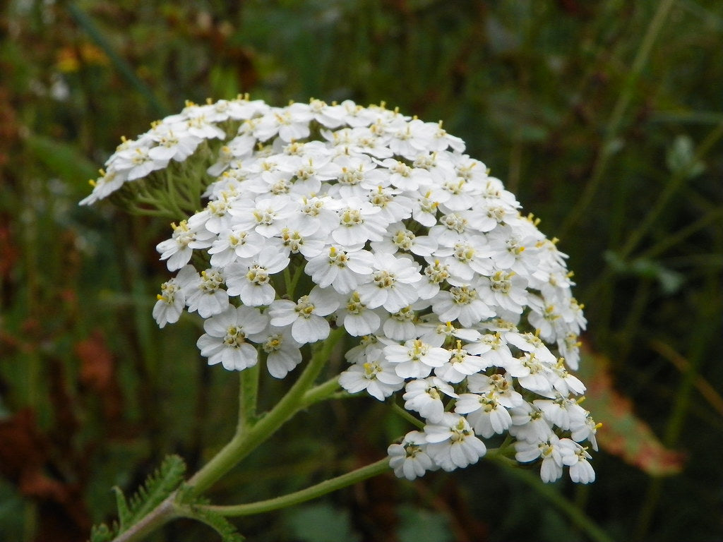Yarrow (Blue)