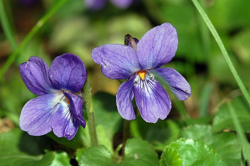 Violet