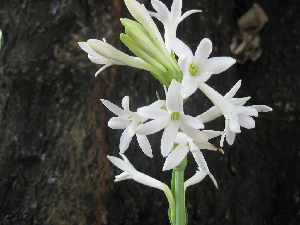 Tuberose