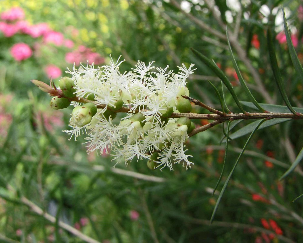 Tea Tree (Ti-Tree)