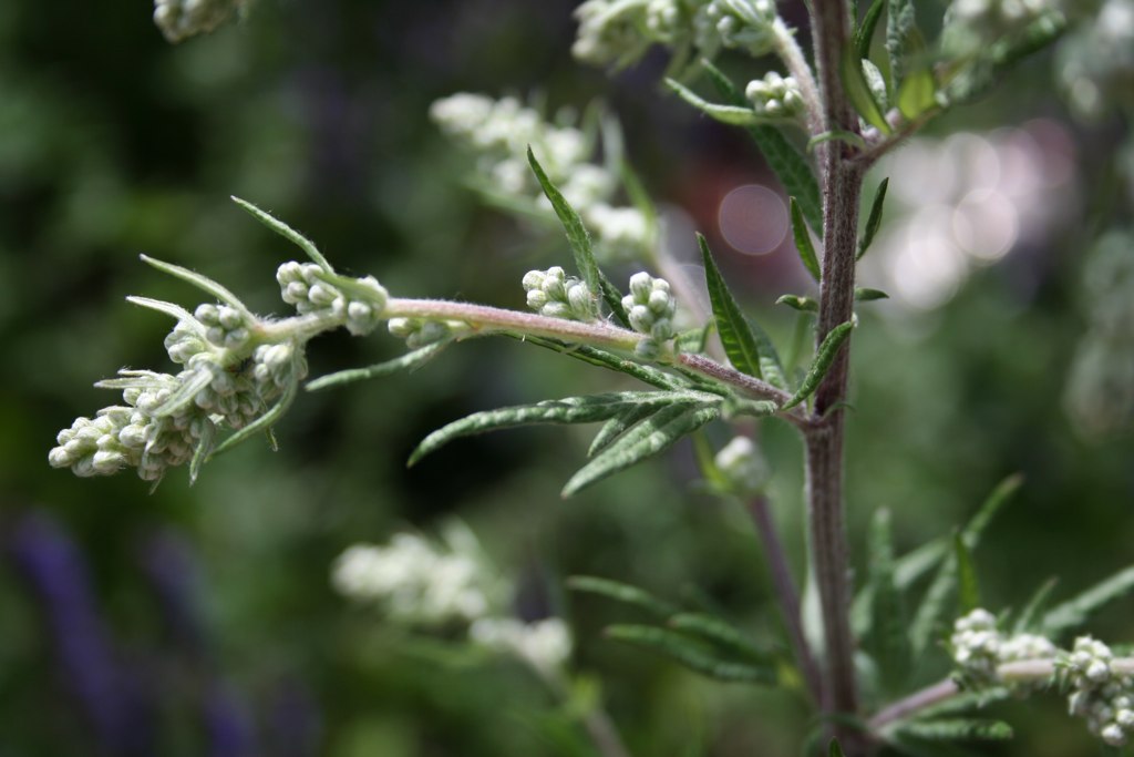 Mugwort