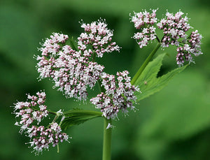 Valerian Root