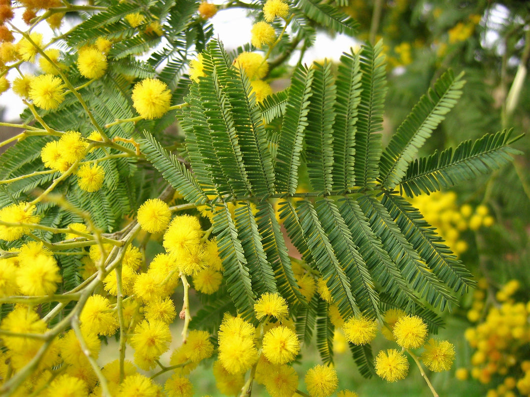 Mimosa