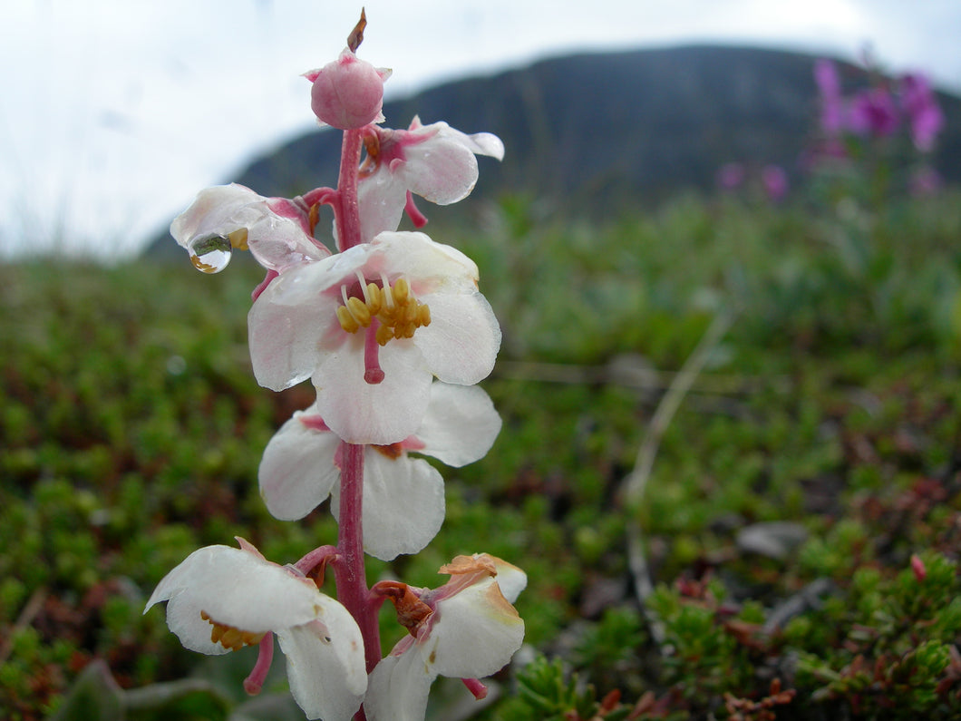 Wintergreen