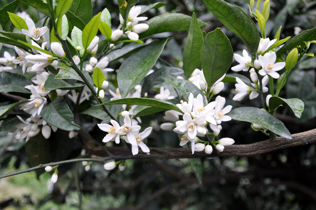 Mandarin (European Tangerine)