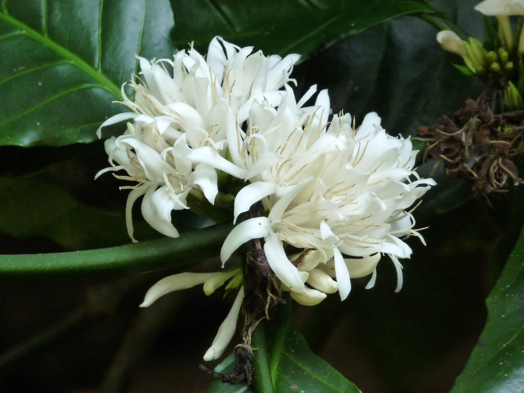 Coffee Flower