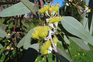 Eucalyptus (Lemon)