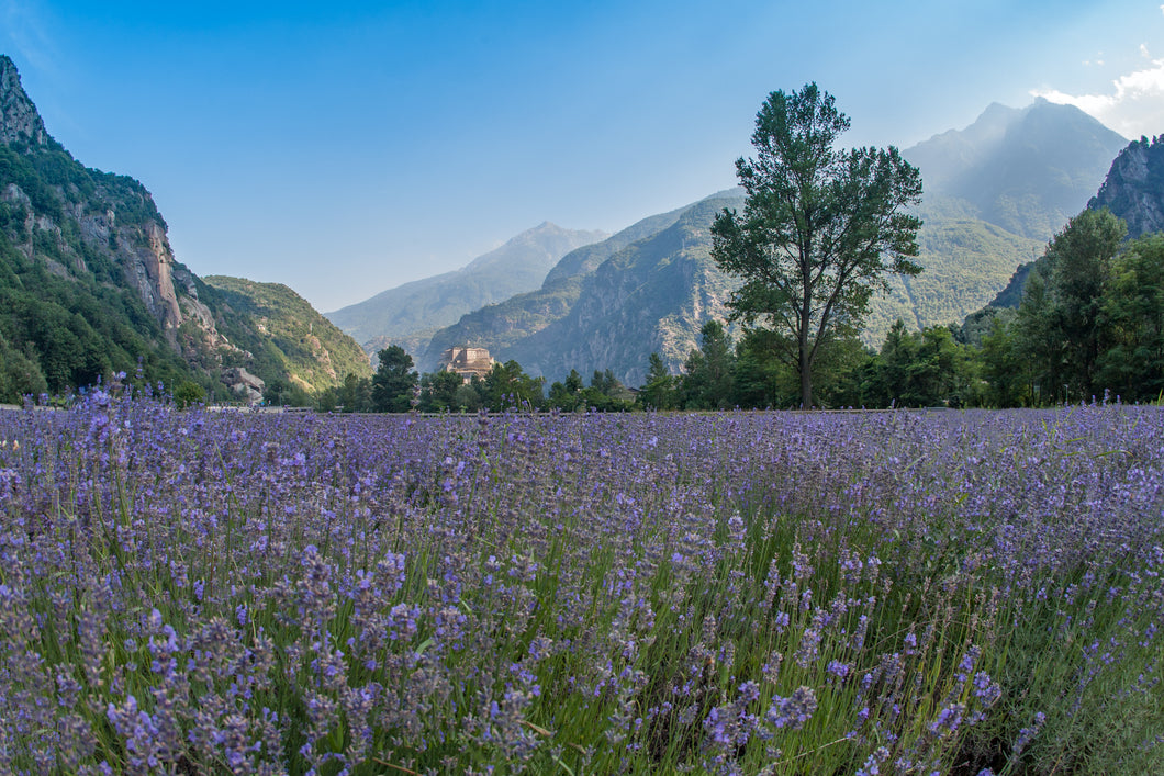 Lavender (Highland) 1600m