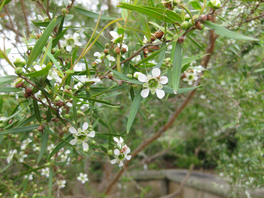 Tea Tree (Lemon)