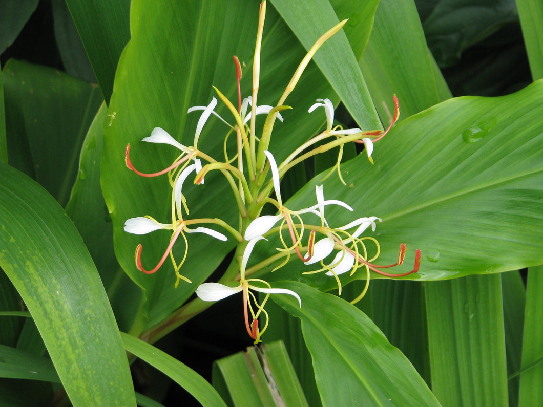 Ginger Lily