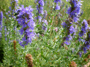 Hyssop