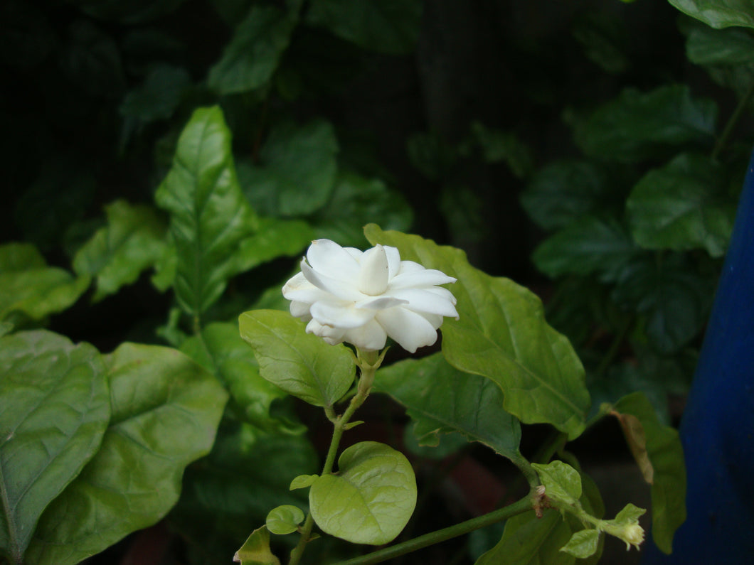 Jasmine (Sambac)