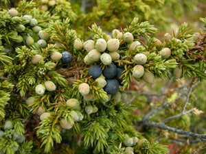 Juniper Berry (Albania)