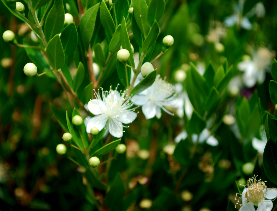 Myrtle (Cineoliferum)