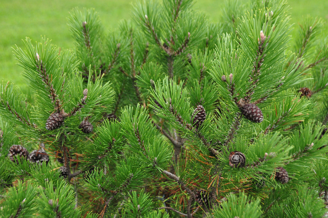 Pine (Mugo)