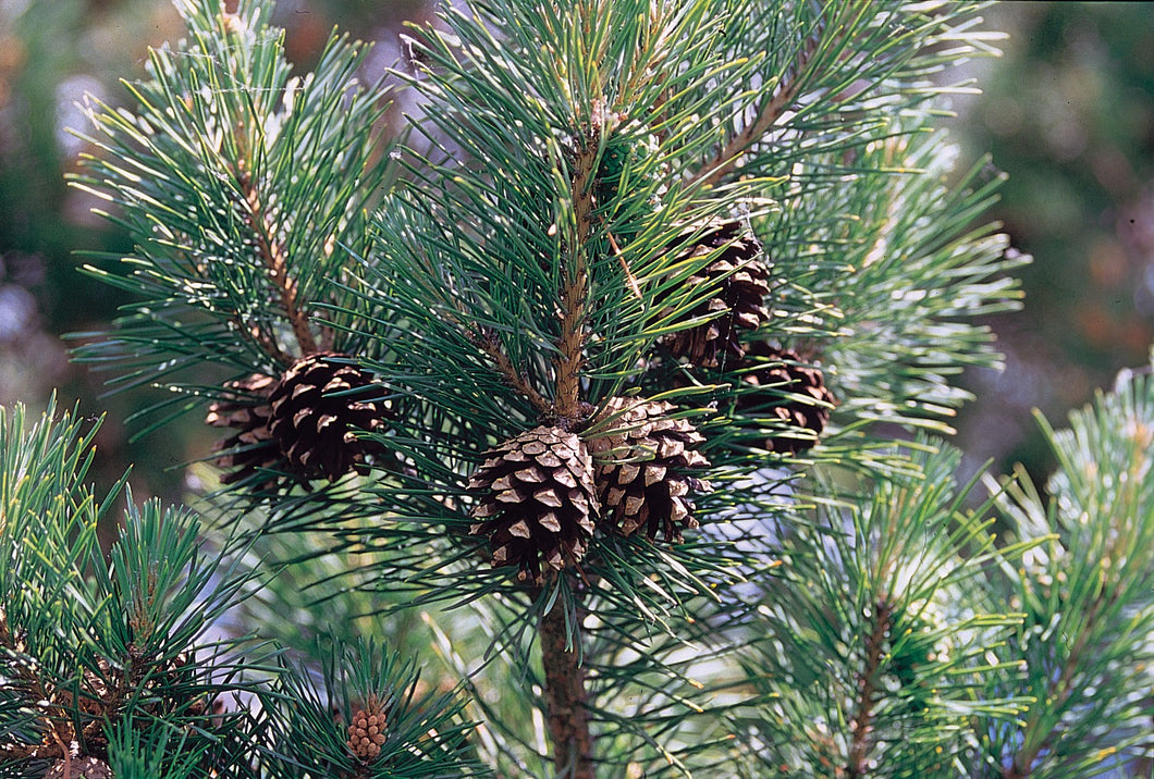 Pine (Scotch)