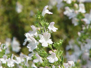 Savory (Mountain, Highland, France)