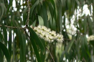 Cajeput, White Tea Tree