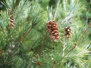 Pine (White, Cone)