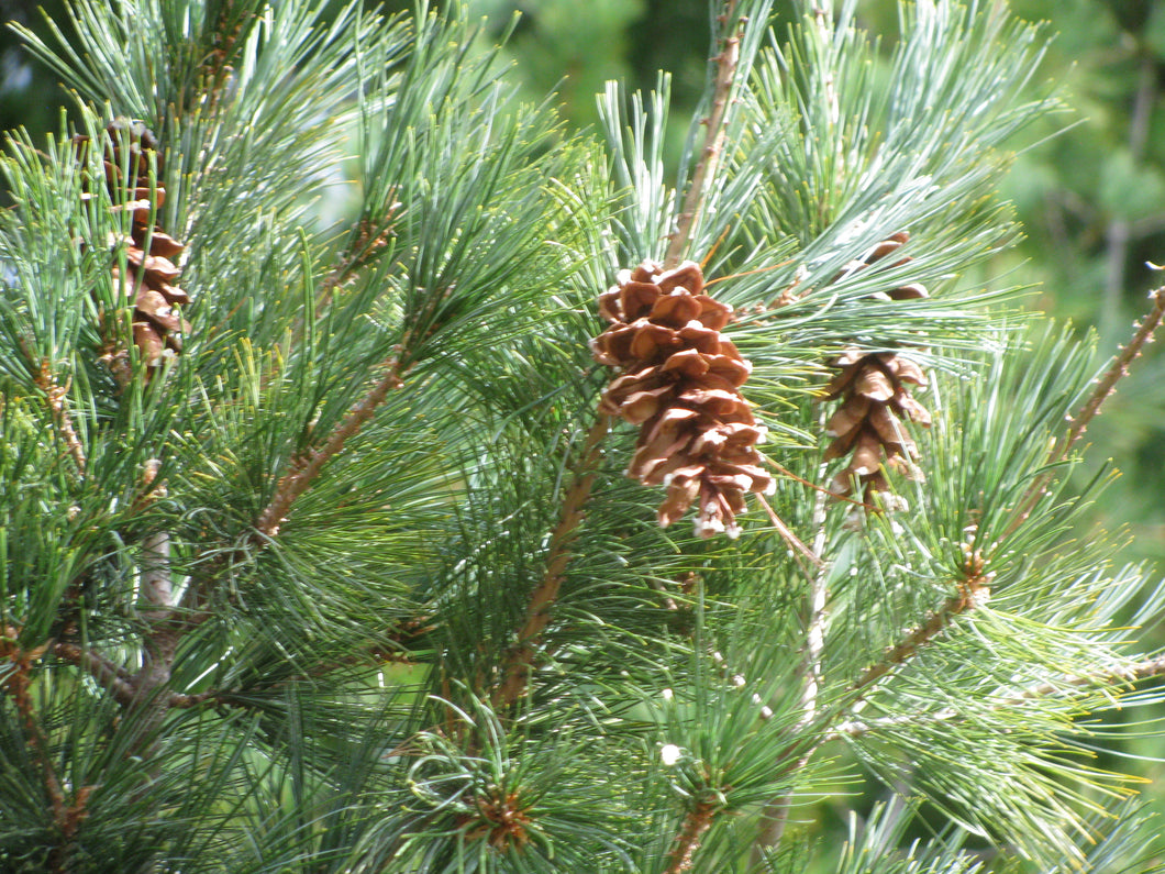 Pine (White, Cone)