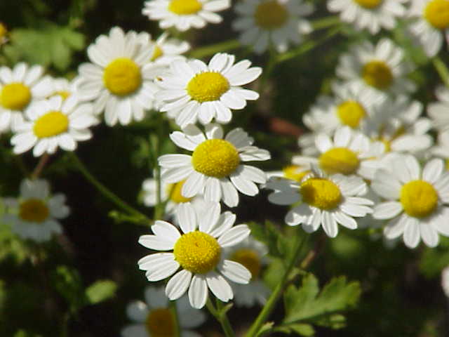 Feverfew