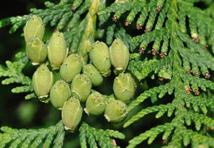 Cedar Leaf (Thuja)