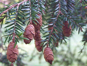 Fir (Hemlock)