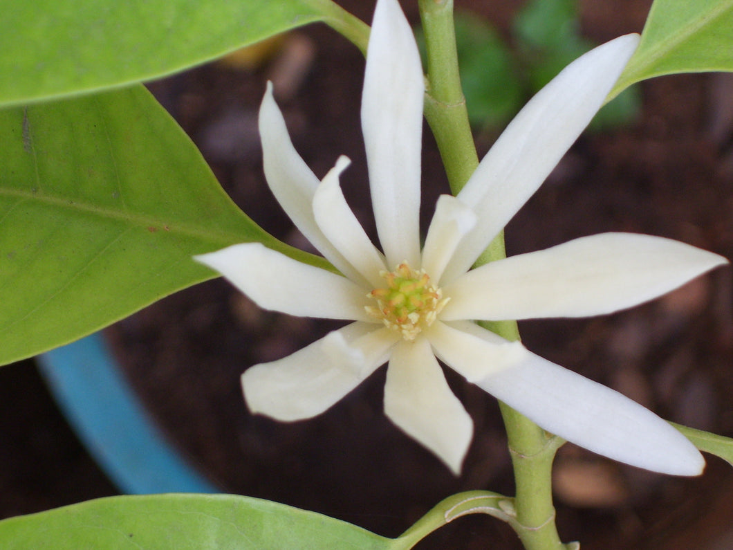 Champaca Flower