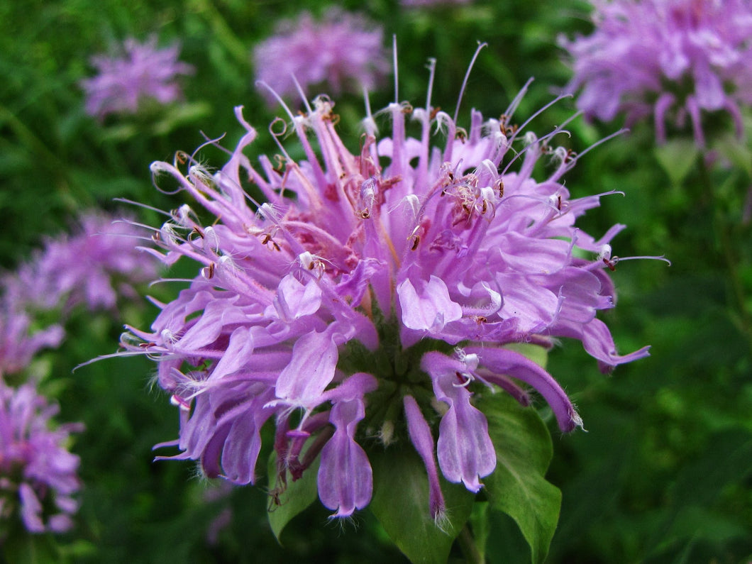 Monarda (Wild Bergamot)