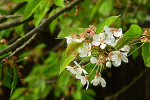 Litsea Cubeba