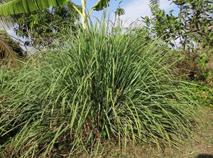 Lemongrass (American)