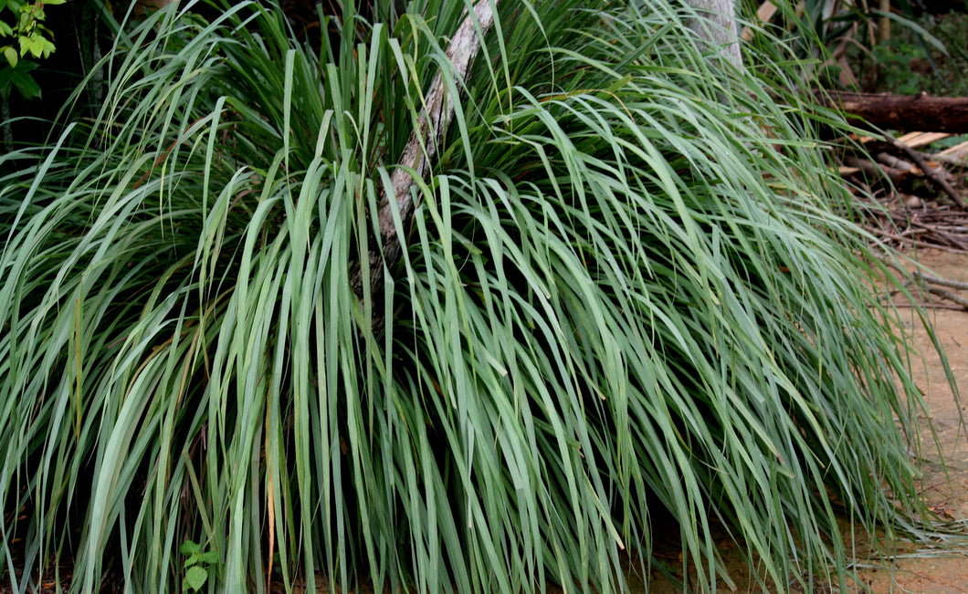 Lemongrass (Indian)