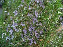 Rosemary (Cineole)