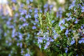 Rosemary (Verbenone)